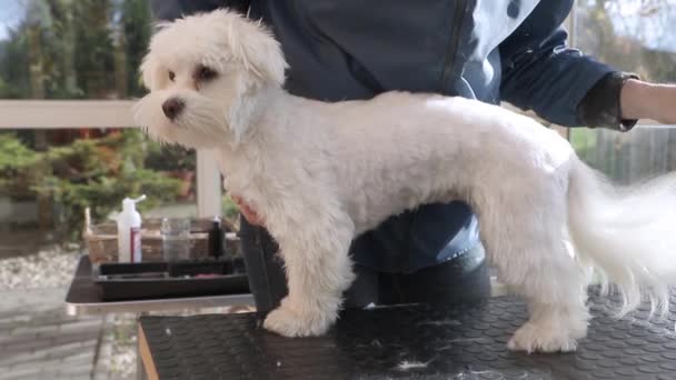 Vista lateral de pentear o cão branco adorável — Vídeo de Stock