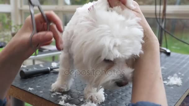Closeup front view of cutting the fringe of adorable white dog — Stock Video