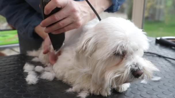 Груминг хребет очаровательной белой собаки — стоковое видео