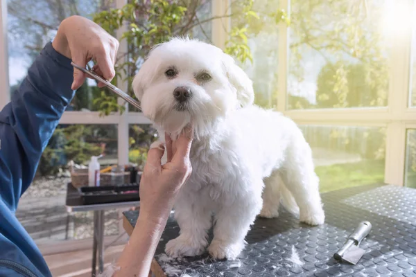 Aseo el cuello de perro blanco adorable —  Fotos de Stock