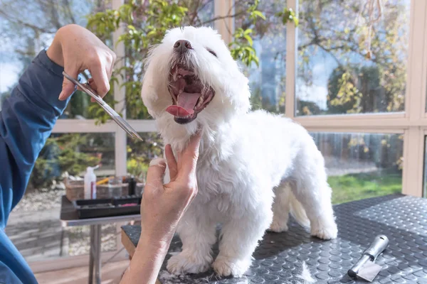 Laughing adorable white dog is groomed — Stok Foto