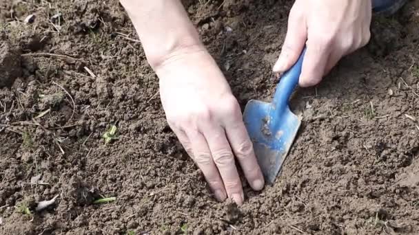 (Inggris) Garden works - Planting flower bulb — Stok Video