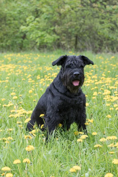 Giant Black Schnauzer Dog sitting at the dandelion meadow — Stock Photo, Image