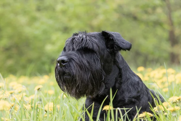 Retrato de visão lateral do gigante Black Schnauzer Dog — Fotografia de Stock