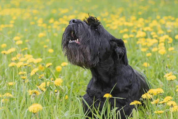 Barking gigante preto Schnauzer cão — Fotografia de Stock