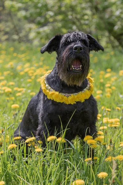 Schnauzer Dog sitting at the dandelion meadow with wreath of dan — Stock Photo, Image