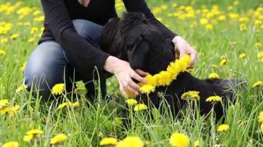Kadın karahindiba çelenk bir köpeğe veriyor 