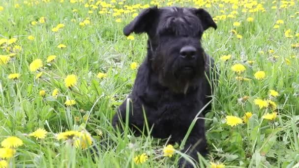 Imágenes de la cámara móvil del perro Schnauzer negro gigante — Vídeos de Stock