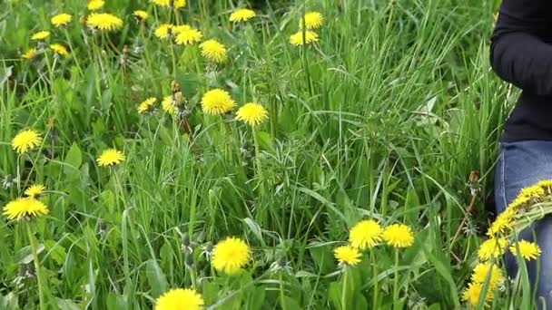 Vrouw vormen een krans van paardebloemen beelden — Stockvideo