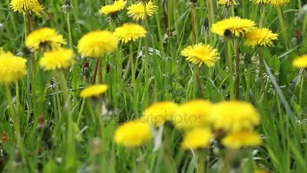 Moving camera footage of dandelion meadow — Stock Video