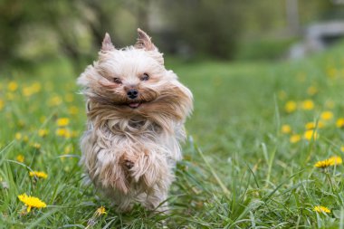 Yorkshire korkunç kamera closeup karşı çalışıyor