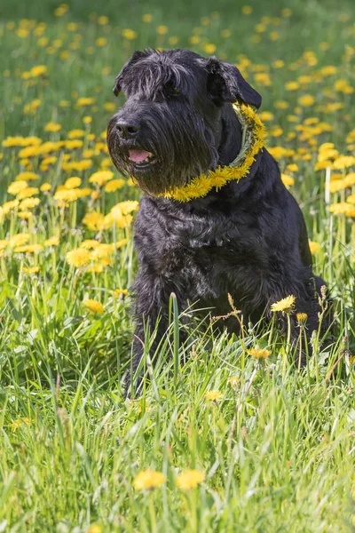 Adorável gigante preto Schnauzer Dog. Verticalmente . — Fotografia de Stock