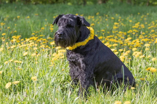 Old Schnauzer Dog with a wreath of dandelion at the blossoming d — Stock Photo, Image