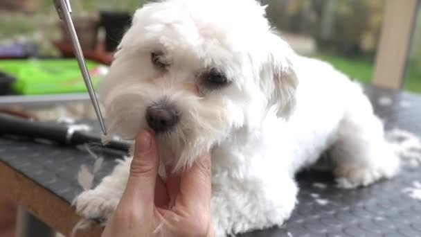 Klippa håret på den vita hunden — Stockvideo