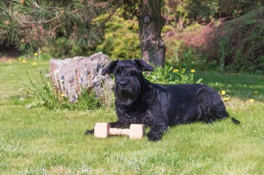 Dev siyah Schnauzer köpek ve ahşap oyuncak. 