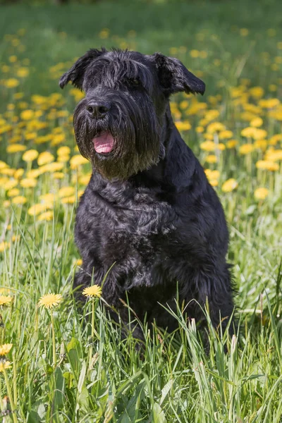 Υπάκουος Giant Schnauzer μαύρο σκυλί. Κάθετα. — Φωτογραφία Αρχείου