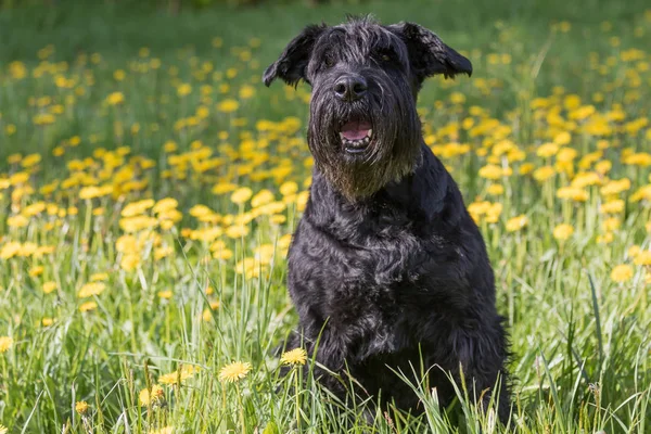 Posłuszny olbrzymie czarne Sznaucer pies siedzi mniszek łąka. — Zdjęcie stockowe