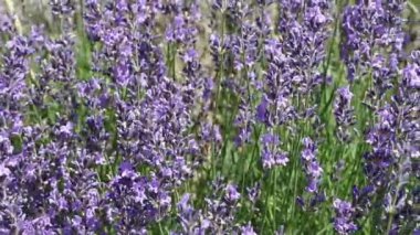 Kamera görüntüleri hareketli lavanta