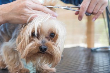 Yorkshire terrier başkanı damat 