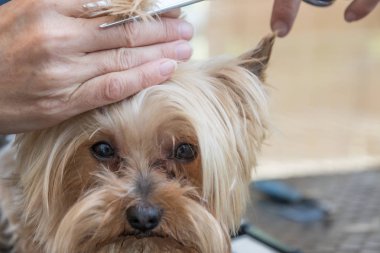 Yorkshire terrier closeup başkanı damat