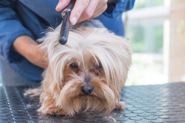 Yorkshire terrier başkanı penye 