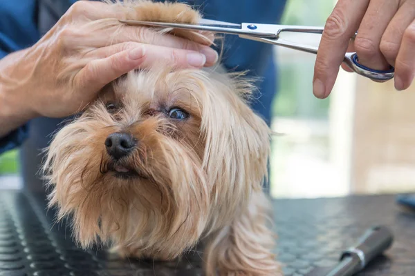 Arrumando a cabeça de Yorkshire terrier close-up — Fotografia de Stock