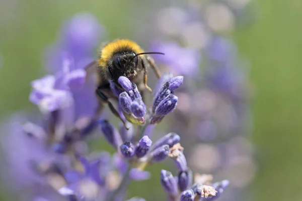 Lavanta çiçeği closeup arıya bumble — Stok fotoğraf