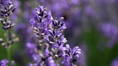 Lavanta çiçeği closeuo görüntüleri