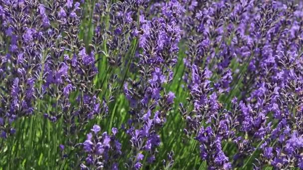 Lavender oblique moving camera footage — Stock Video