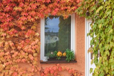 Renkli tırmanma bitkiler penceresindeki balkabağı. Yatay