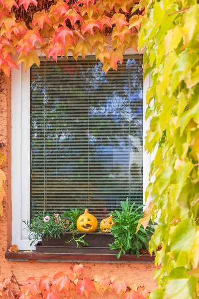 Dýně na okno s barevnými popínavé rostliny. Svisle — Stock fotografie