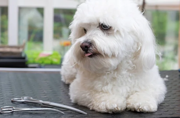 Cão branco bonito com língua para fora deitado — Fotografia de Stock