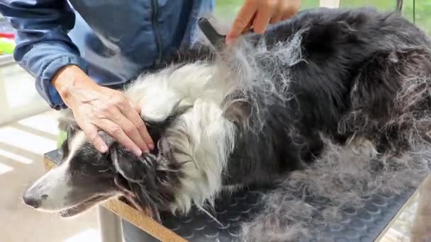 Grooming of the Border Collie — Stock Video