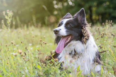 Kenar kömür ocağı açık havada portresi