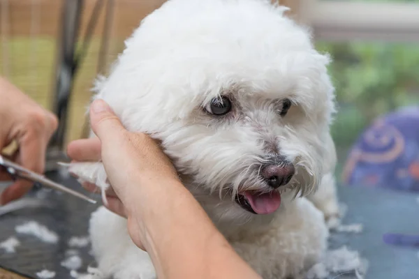 Closeup view of cutting ears of cute white dog — Stock Photo, Image