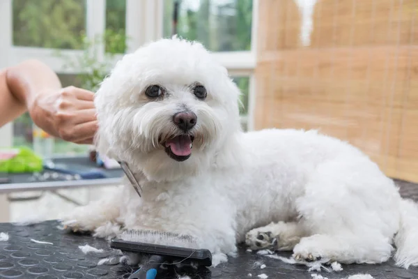 Niedlicher weißer Bolognese-Hund genießt die Pflege — Stockfoto