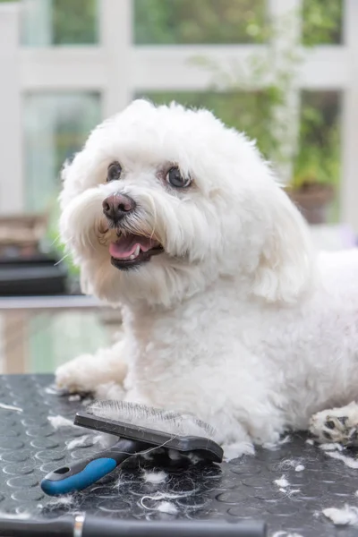 Lindo perro boloñés blanco está acostado en la mesa de aseo —  Fotos de Stock