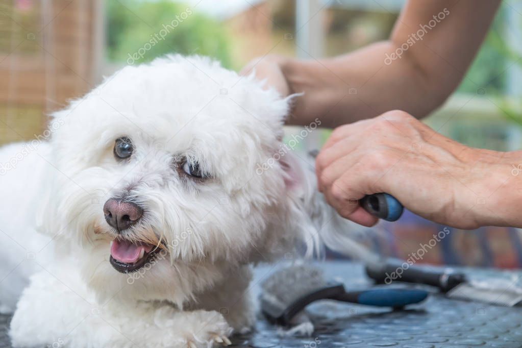 Closeup view of combing ears of the white dog