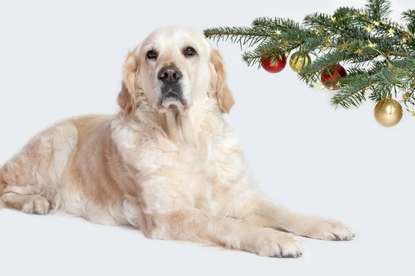 Golden Retriever σκύλου και ένα χριστουγεννιάτικο δέντρο — Φωτογραφία Αρχείου