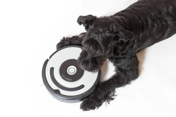 Κάτοψη του η Giant Schnauzer μαύρο με το ρομποτικό κενό cl — Φωτογραφία Αρχείου