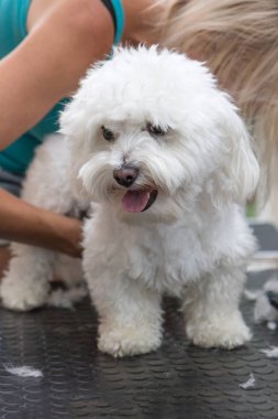 Beyaz Bolognese köpek bakım. Dikey olarak. 