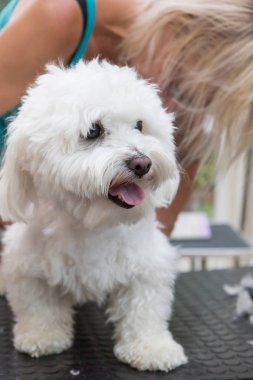 Damat ile beyaz köpek yavru dil musluklar