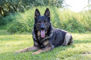Alman çoban köpek çim üzerinde yalan portresi