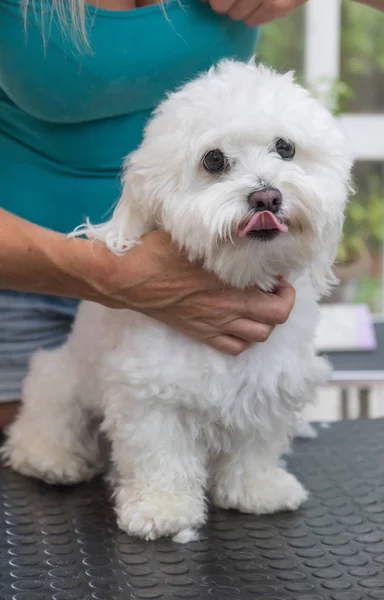 El perro blanco golpea la lengua a la cámara —  Fotos de Stock