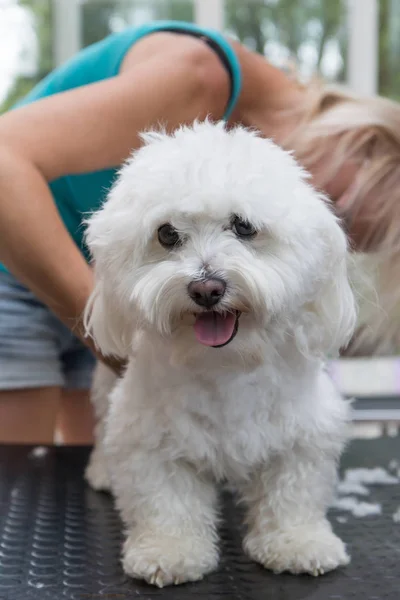 Aliciamento sorrindo cão bolonhês branco. Verticalmente . — Fotografia de Stock