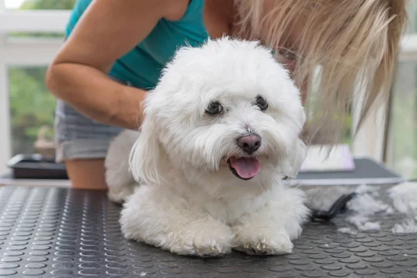 Pflege des weißen Bolognese-Hundes. horizontal. — Stockfoto