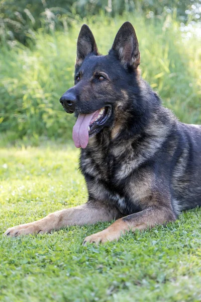 Vista lateral del perro pastor alemán mentiroso —  Fotos de Stock