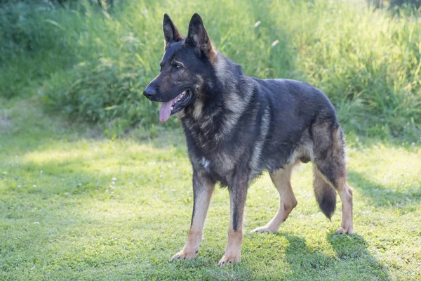 Vista laterale del cane pastore tedesco in piedi — Foto Stock