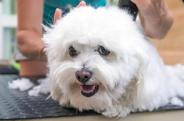 Weißer Bolognese Hund genießt die Pflege — Stockfoto