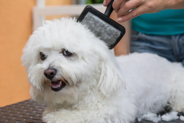 Combing a white Bolognese dog closeup — Stock Photo, Image